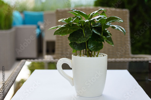 Fotografi Arabian coffee (Coffea arabica) in a white cup on the table