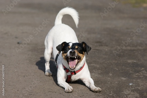 Fototapeta Naklejka Na Ścianę i Meble -  Jack Russell terier