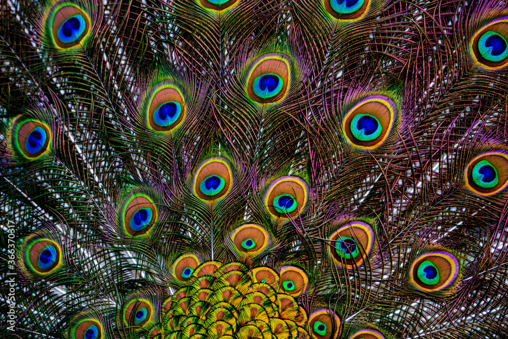 Obraz premium peacock feather