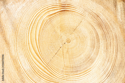 Close-up of a cross section of a tree stump showing aging circles. Birch tree.