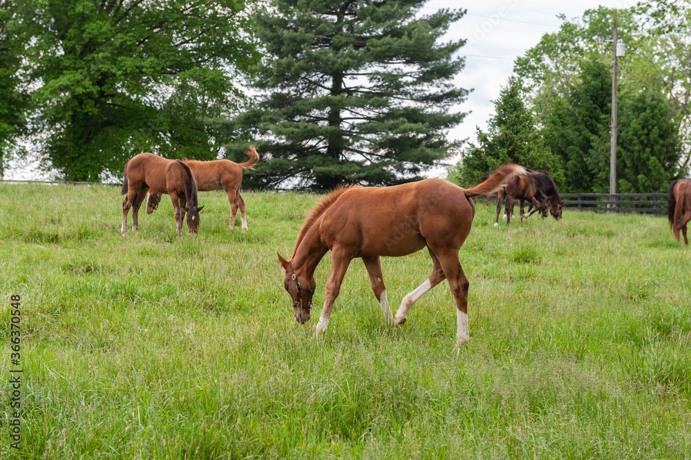 Horses on Kentucky horse farm