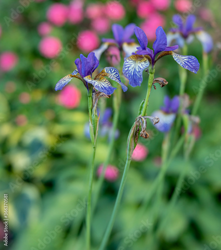 Iris sibirica blossom in shadow garden close up