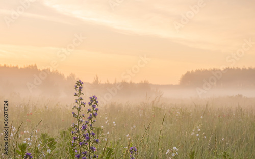 Early morning fog in rural environment