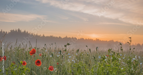 Early morning fog in rural environment