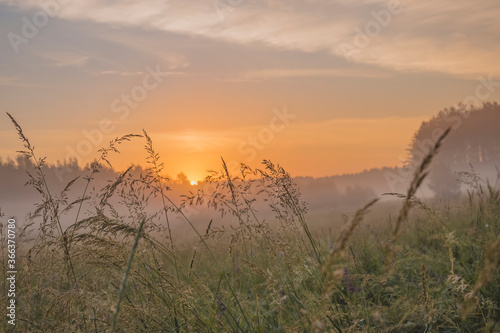 Early morning fog in rural environment