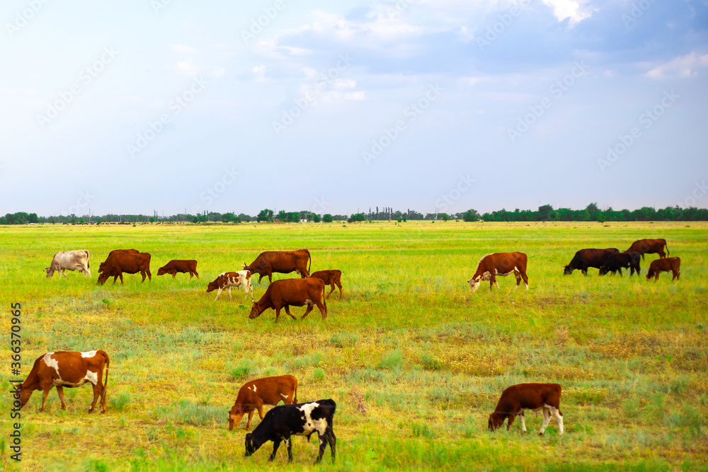 herd of grazing.cows on a yellow field, agricultural farm