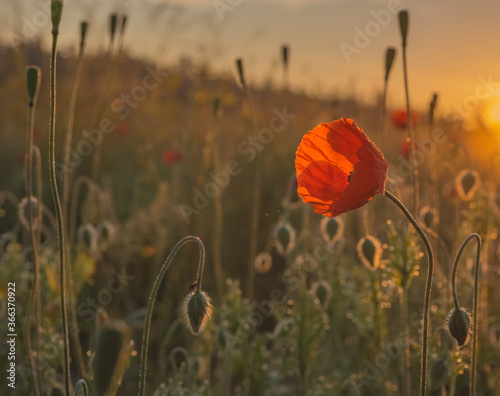 Early morning in the meadows with fog and poppies blossom