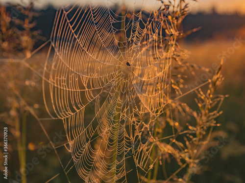 Dew covered spiderweb in meadow early summer morning with fog