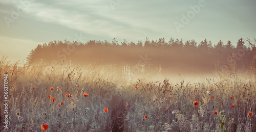Early morning in the meadows with fog and poppies blossom
