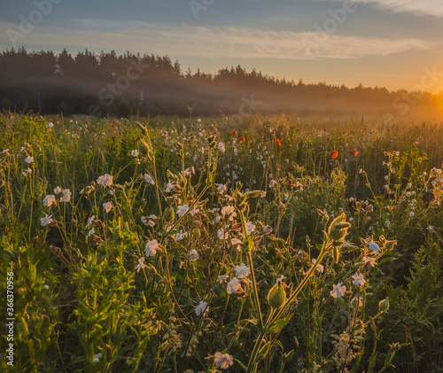 Early morning in the meadows with fog and poppies blossom