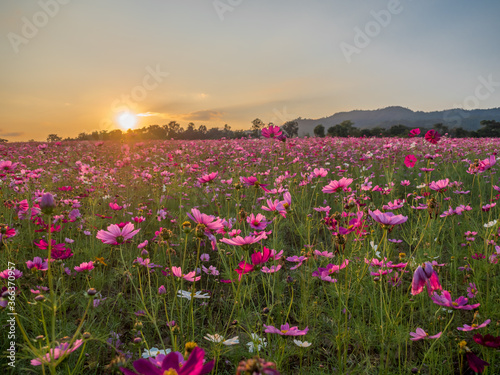 Flower field in summer.Scenery view of beautiful cosmos flower field in morning.Pink flowers field landscape