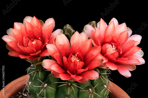 Beautiful cactus flowers against a black background. The cactus is Gymnocalycium baldianum known as spider cactus or dwarf chin cactus.