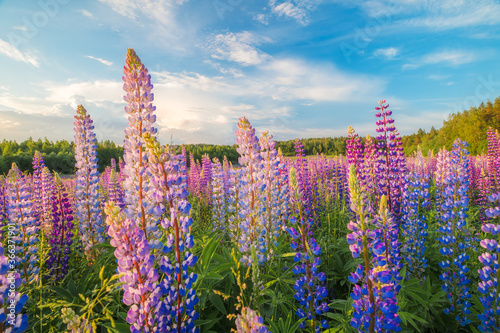 Plakat Summer landscape with wildflowers