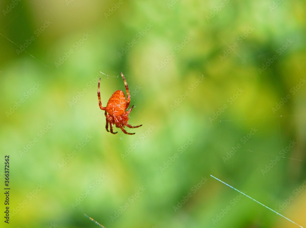 Close up of Single Garden Centre Spider on Webb Close up of Single Garden Centre Spider on Webb