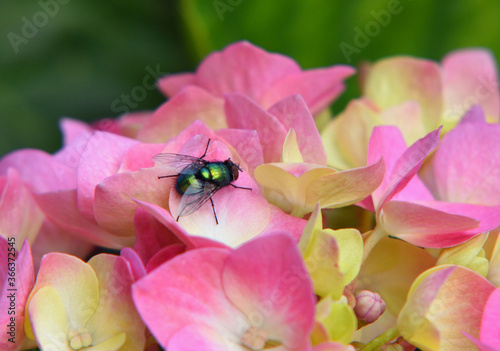 Green Bottle Fly on Pink Hydrangea Flower. 