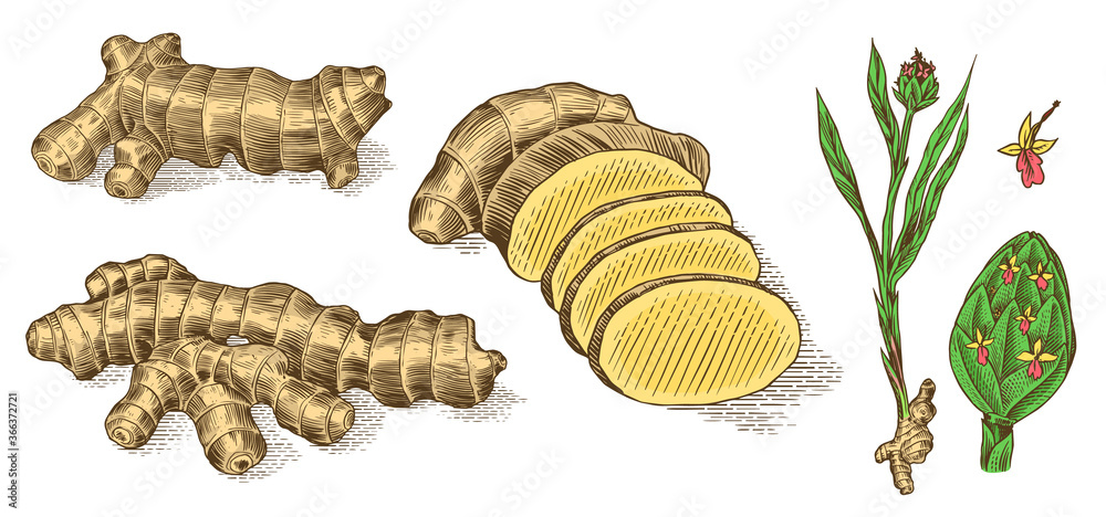 Ginger root, Chopped rhizome, Fresh plant, Bag and tea in glass cup. Vector Engraved hand drawn sketch. Pieces of ingredient set. Detox spice. Ginger root, Chopped rhizome, Fresh plant, Bag and tea in glass cup. Vector Engraved hand drawn sketch. Pieces of ingredient set. Detox spice.