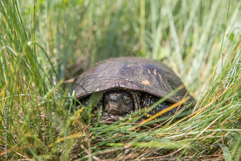 Swamp turtle in green grass. Selective focus. Swamp turtle in green grass. Selective focus.