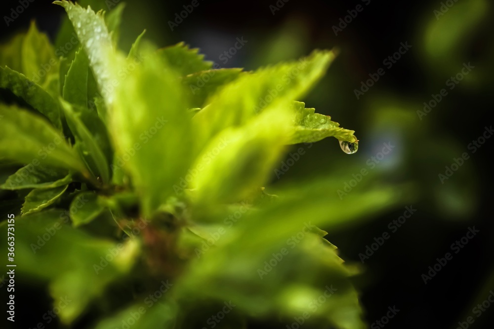 A picture of leaf dropping water drop just after a thunder storm A picture of leaf dropping water drop just after a thunder storm