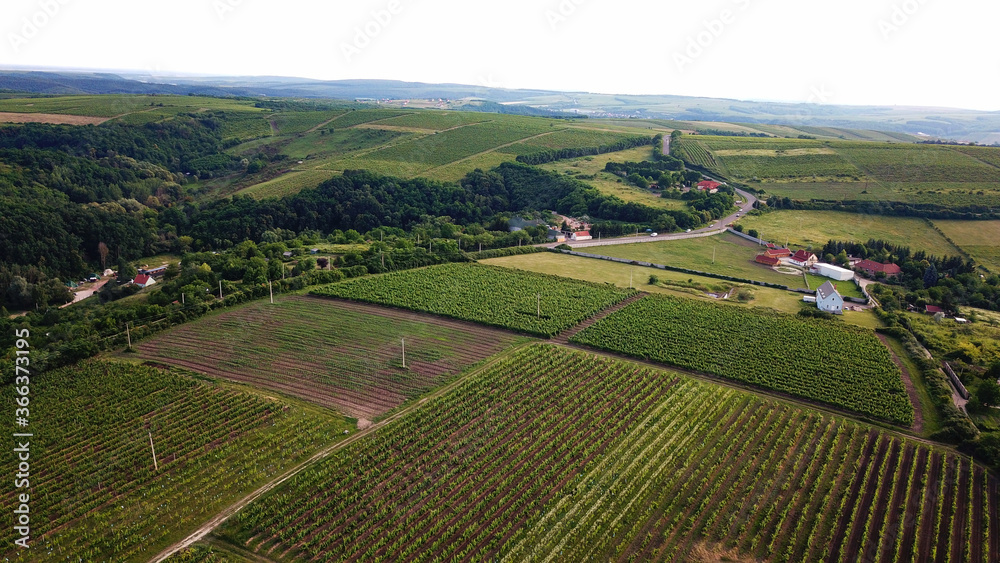 Grapes fields near Tokaj city