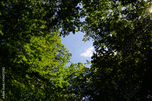blue sky  through trees