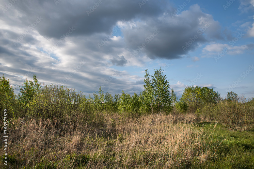 Dry grass in the meadow under a cloudy blue sky. Dry grass in the meadow under a cloudy blue sky.