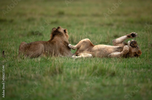 Lions playing with bean bag  Masai Mara  Kenya