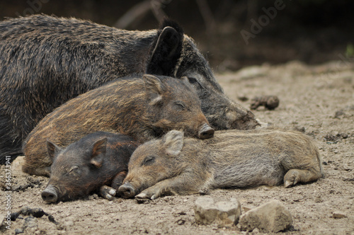 wild boar pigs