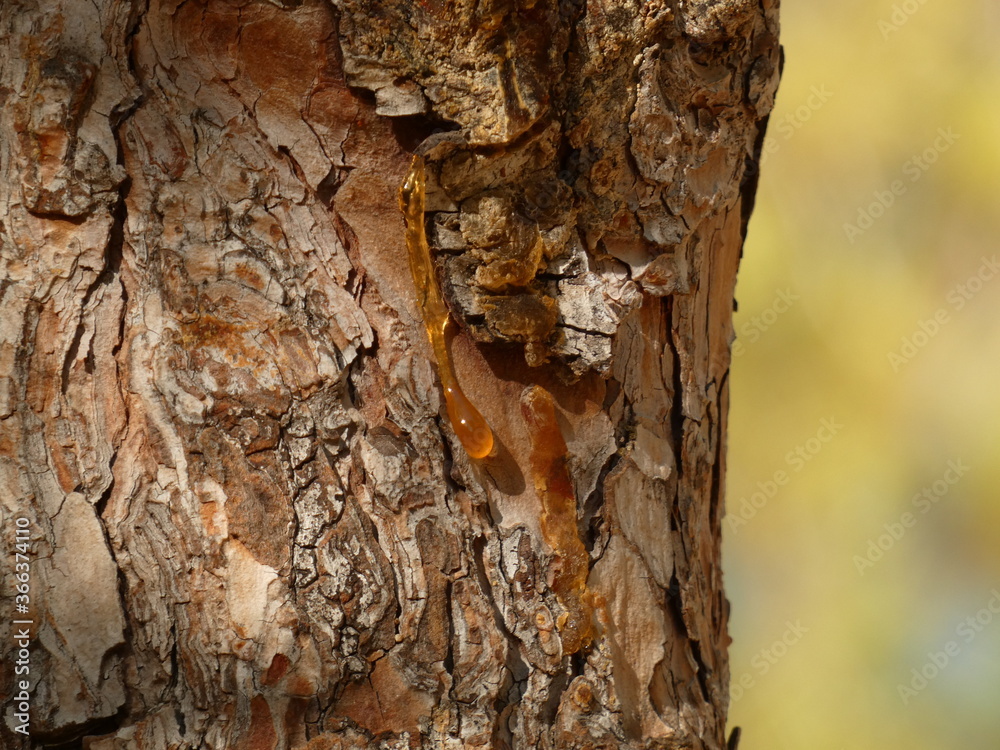 Trickles of resin streaming down tree bark, El Albir, Spain