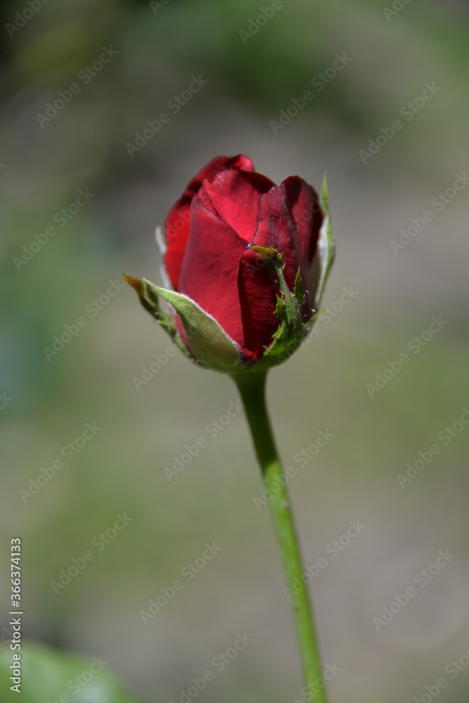Fototapeta premium rose is a bright beautiful garden flower that grows in the garden during the day