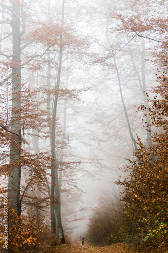 Autumn forest shrouded in fog. Coniferous and deciduous trees. The road leading into the distance and the tourist along it. Nature and landscapes of the Carpathians. The mountains. Brown colors.