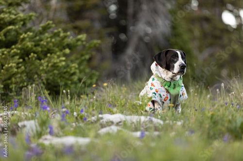 dog with sweater sitting in grass and wildflowers