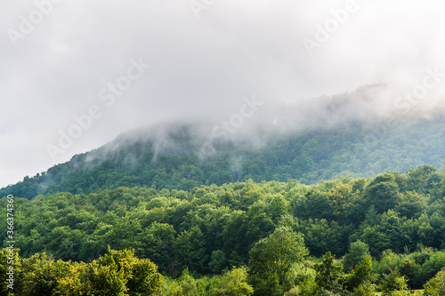 Forest. Coniferous and deciduous trees. Nature and landscapes of the Carpathians. The mountains. Cloudy. Forest shrouded in fog.