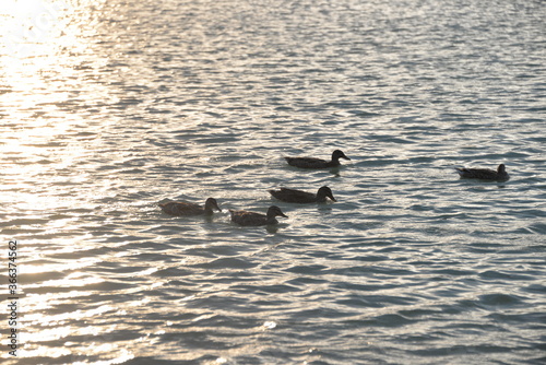 beautiful lake at sunset, the rays of the sun paint the water and small waves in gold, red, orange