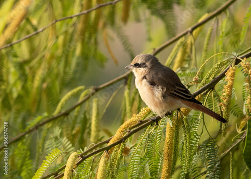 Red-tailed Shrike on a tree, Bahrain photo