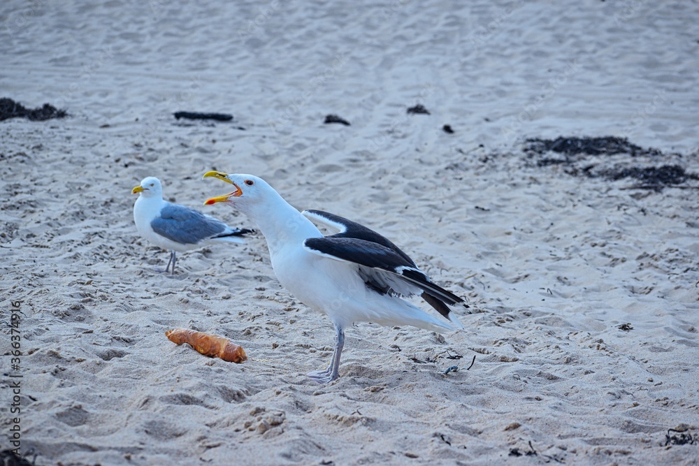 seagull fighting for food
