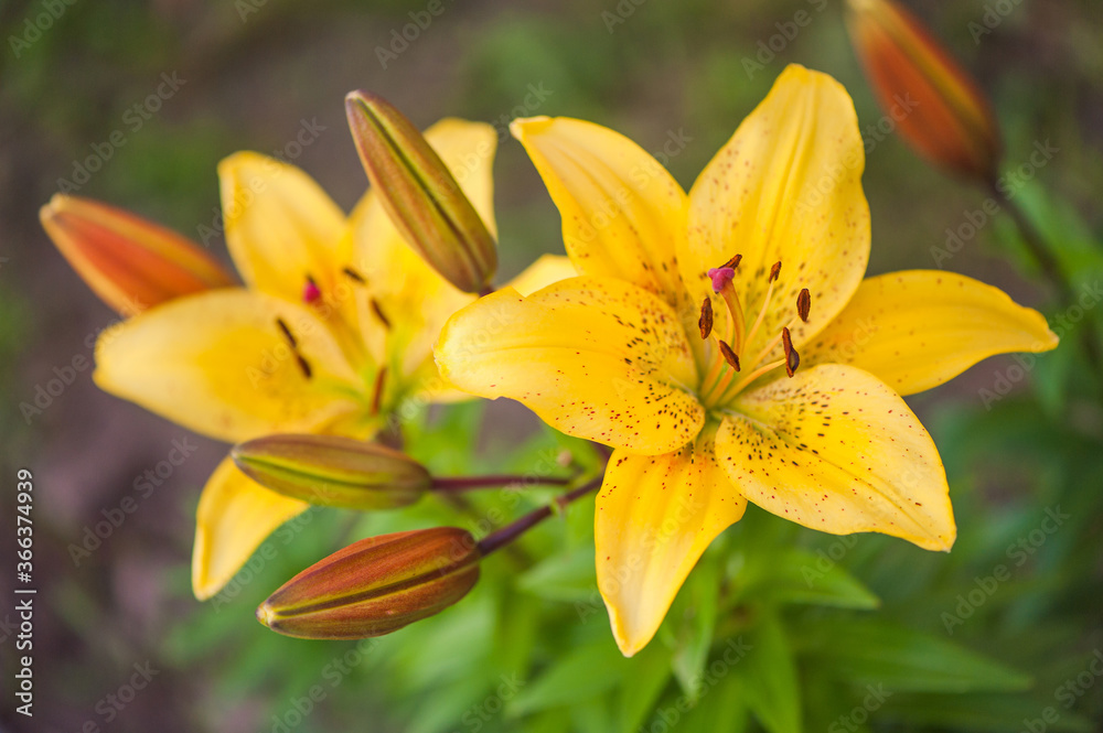 Fototapeta premium Yellow bushes of tiger lilies, two flowers and a few unopened buds against the backdrop of greenery.