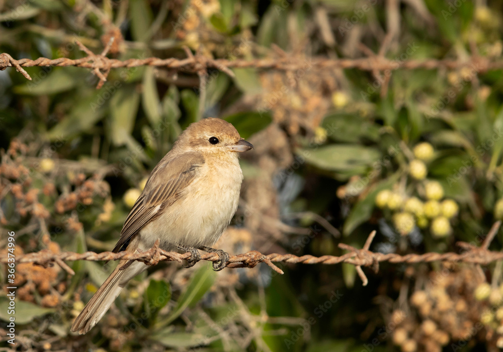 Isabelline Shrike perched on barbed wire, Bahrain Isabelline Shrike perched on barbed wire, Bahrain