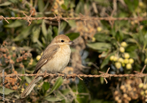 Isabelline Shrike perched on barbed wire, Bahrain