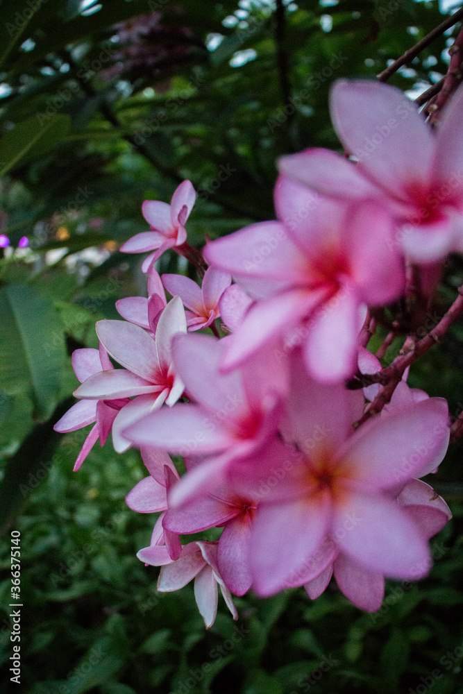 Flores de verano