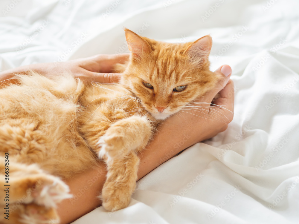Cute ginger cat sleeps on woman's hand. Fluffy pet on unmade bed. Fuzzy domestic animal with owner in cozy home. Cat lover. Cute ginger cat sleeps on woman's hand. Fluffy pet on unmade bed. Fuzzy domestic animal with owner in cozy home. Cat lover.