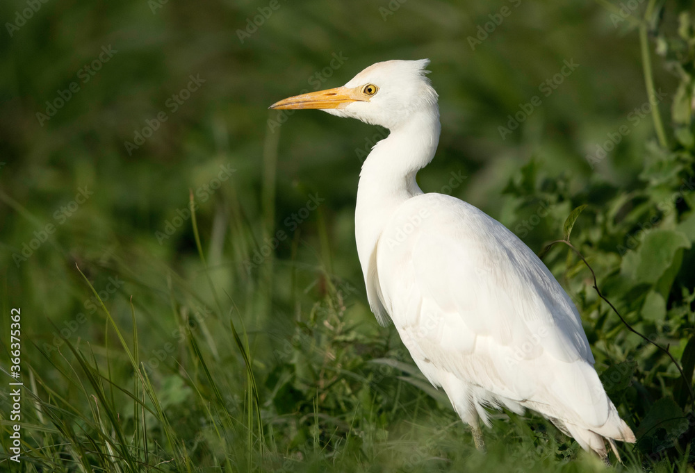 A portrait of Cattle Egret on green grass, Bahrain A portrait of Cattle Egret on green grass, Bahrain