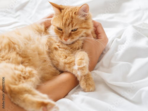 Cute ginger cat sleeps on woman's hand. Fluffy pet on unmade bed. Fuzzy domestic animal with owner in cozy home. Cat lover.