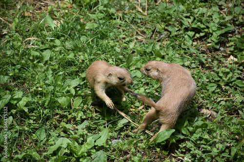 Schilderij op canvas Two Prairie Dogs Playing Ring Around the Rosary