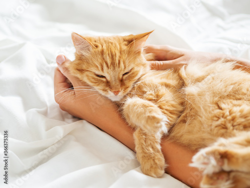 Cute ginger cat sleeps on woman's hand. Fluffy pet on unmade bed. Fuzzy domestic animal with owner in cozy home. Cat lover.