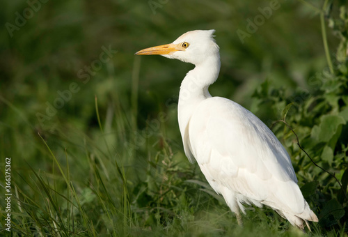 A portrait of Cattle Egret on green grass, Bahrain