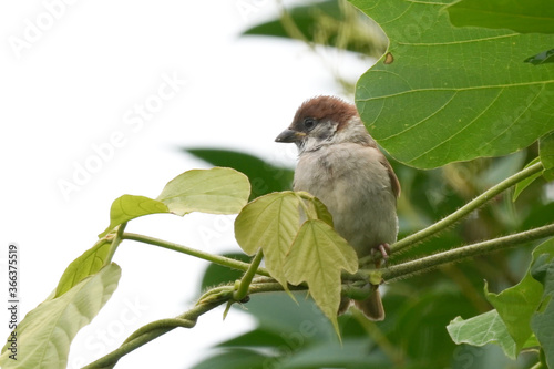 sparrow on branch