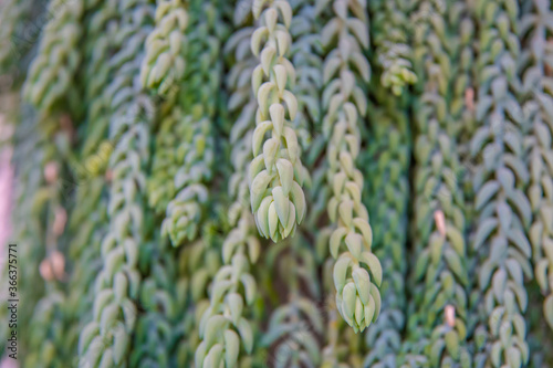 Sedum morganianum, the donkey tail plant is a species of flowering plant in the family Crassulaceae, native to southern Mexico and Honduras. Succulent plant photo