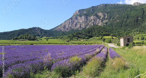 French landscape. Lavender field, mountains and vineyards. La Drome Provencal