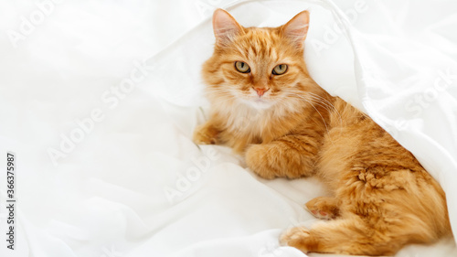 Cute ginger cat lies on unmade bed. Fluffy pet under white crumpled bed sheet. Fuzzy domestic animal. Lazy morning at cozy home. Banner with copy space.
