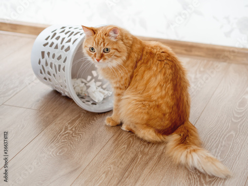 Cute ginger cat overturned wastebasket. Curious fluffy pet with guilty look sits near trash can. Funny and playful domestic animal.